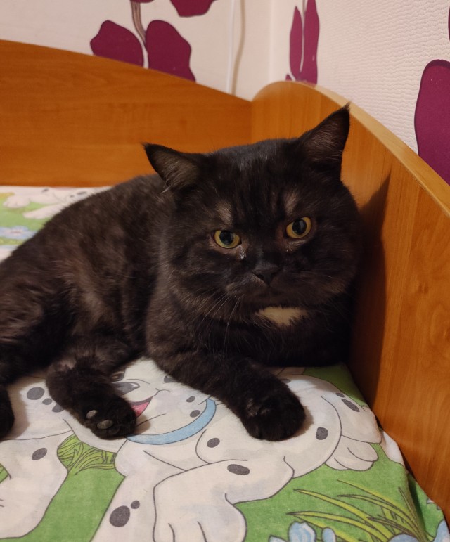 Котаро