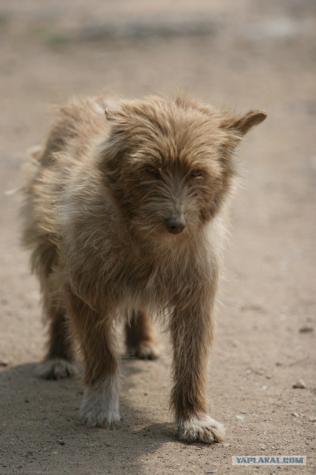 В Монголию на мотоциклах 2006