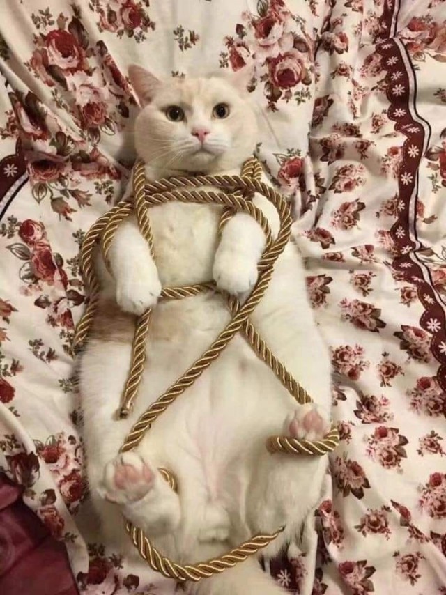Связаны в подарок