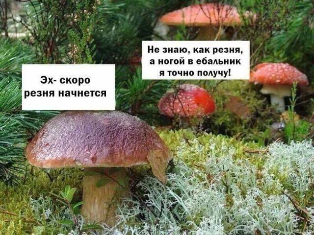 Японские ученые заявили, что грибы умеют разговаривать – особенно после дождя