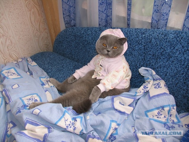 Котовторник 16.04.2013