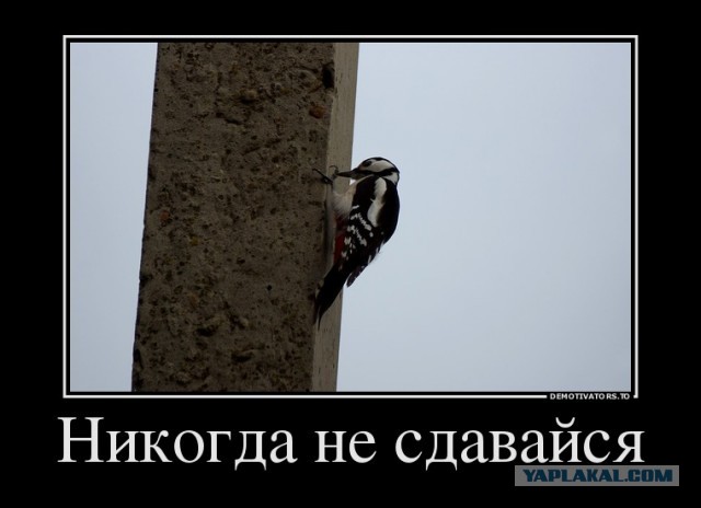 Дятел