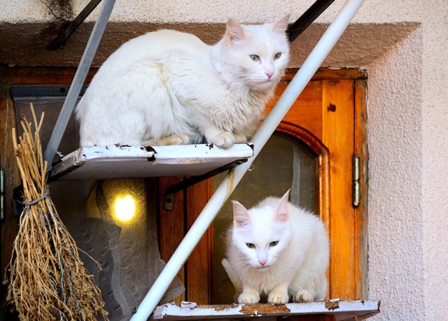 Подобрал котенка