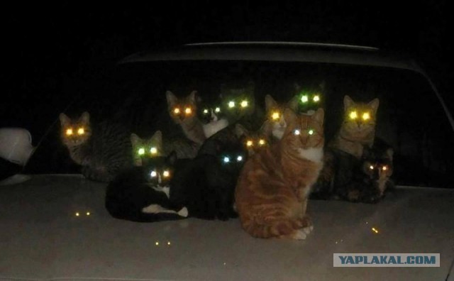 Котя кушает свет