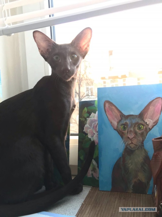 Кошка Фрося, продолжение