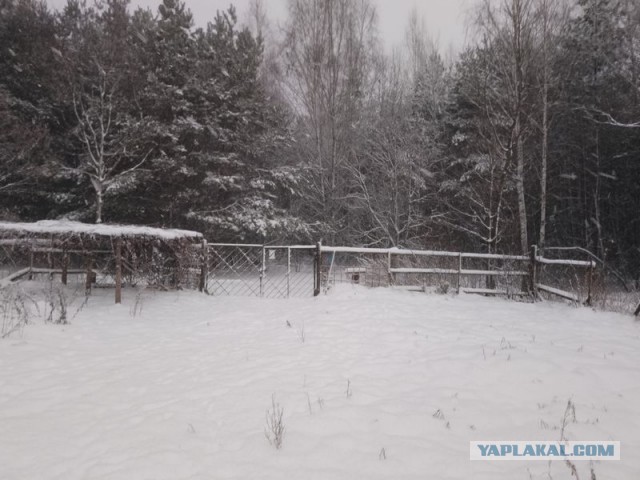 Жизнь домашнего приюта для котеек 474