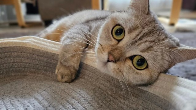 Через сколько времени кошка забывает хозяев и как долго она может их помнить