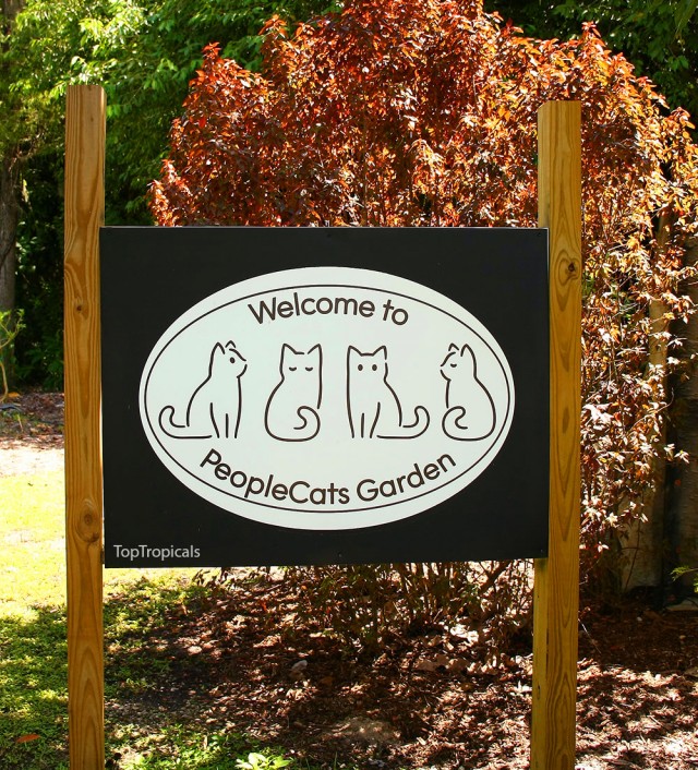 Мой ботанический сад с котами