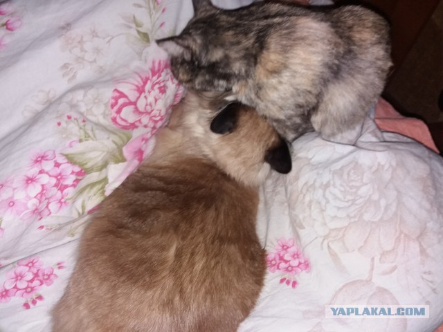 Дачная приблуда сезон 2 (котовторник)