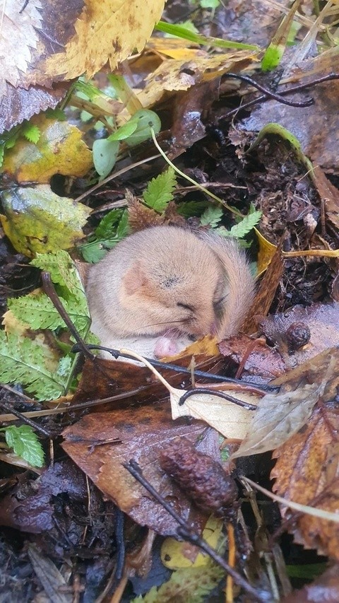 Вместо грибов нашёл комок милоты