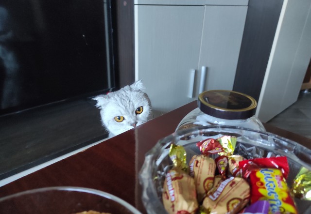 С Котовторником!