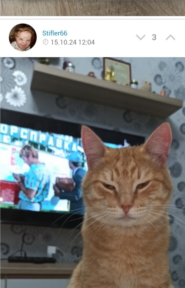 С Котовторником!