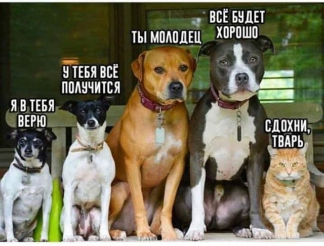 Весёлые картинки 2