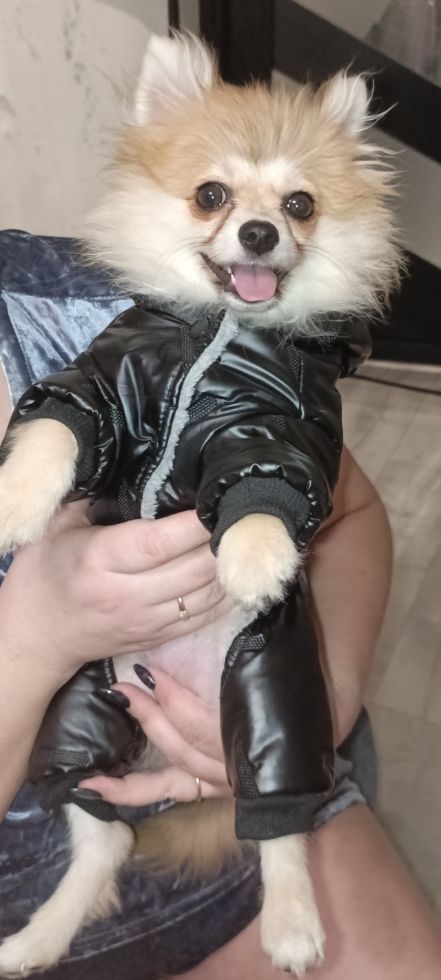Собакочетверг же