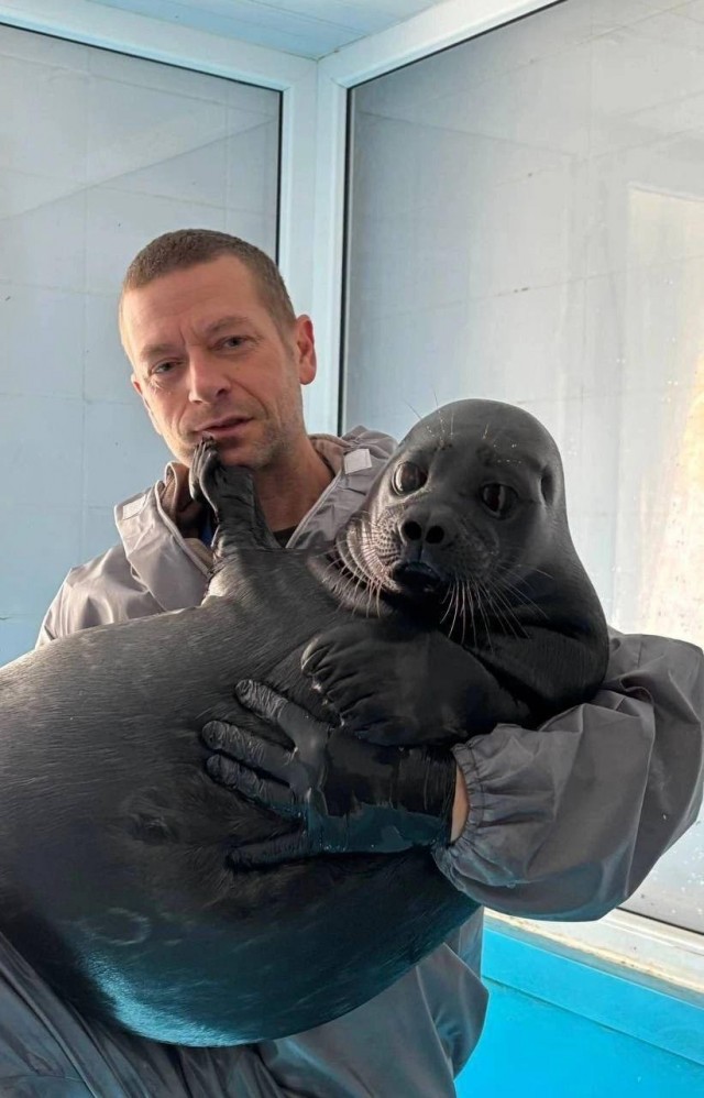 Сотрудник Фонда друзей балтийской нерпы переносит 60-килограммового малыша
