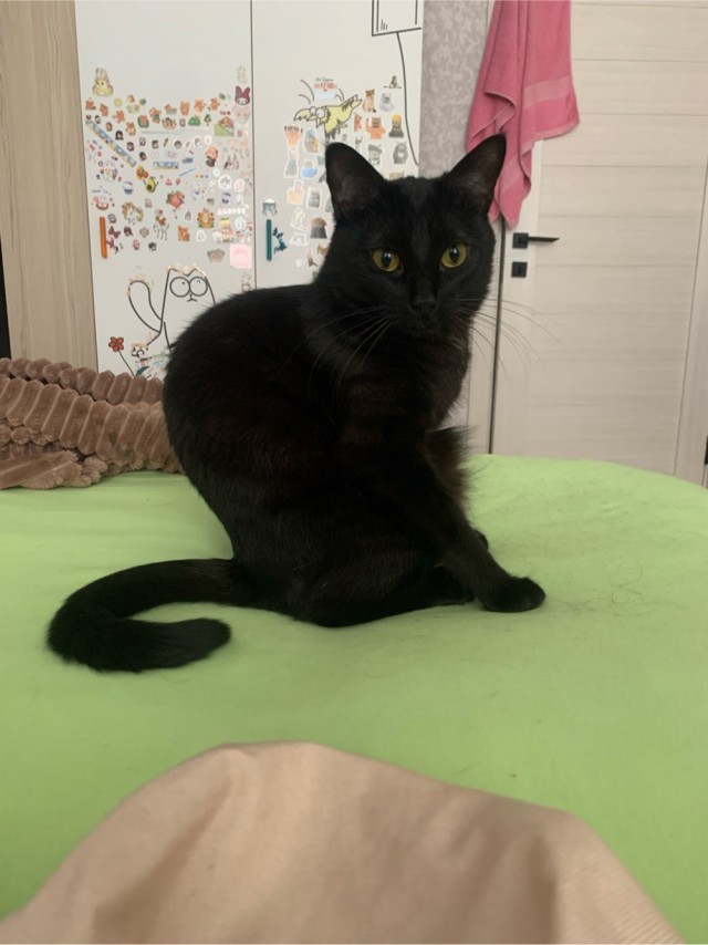 Смешные коты, которые бы победили на конкурсе абсурдных фотографий