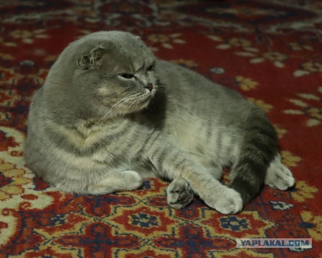 Моя кошка тов. майор...
