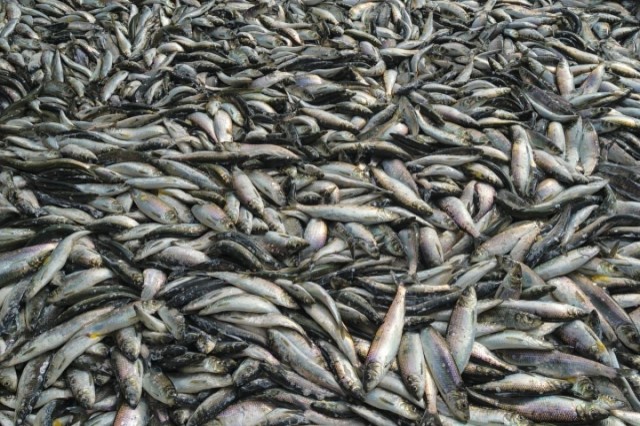 Абыр, абыр абырвалг