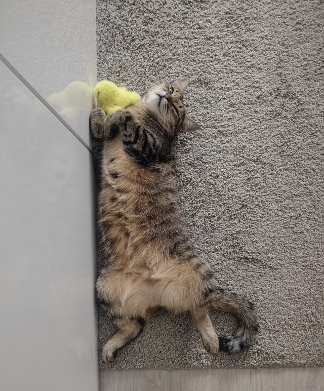 Вроде бы вторник, по этому котики