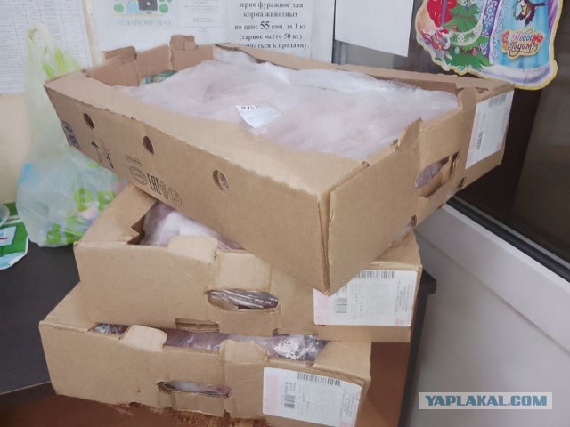 Жизнь домашнего приюта для котеек 568