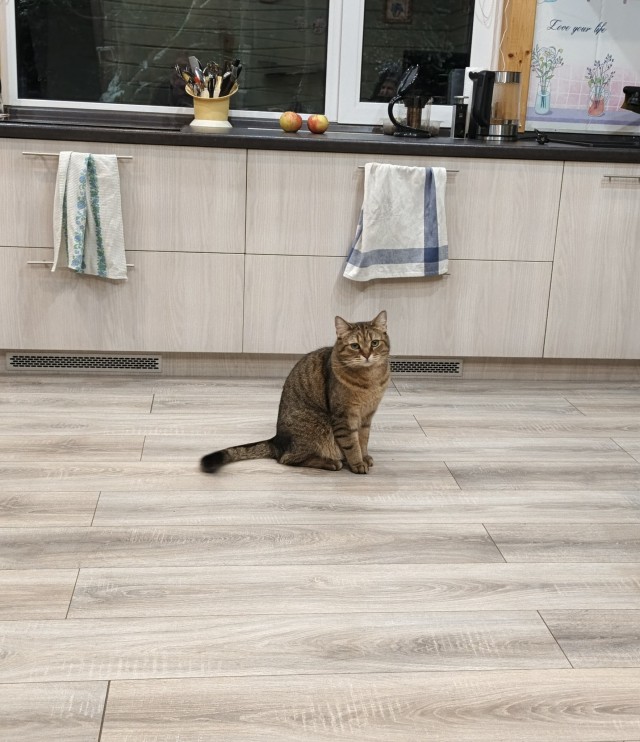 Вот и мой кот