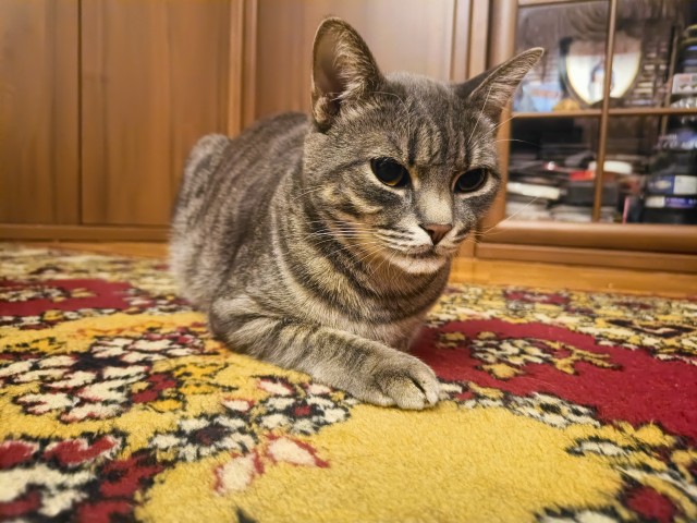 Котофторник жеж