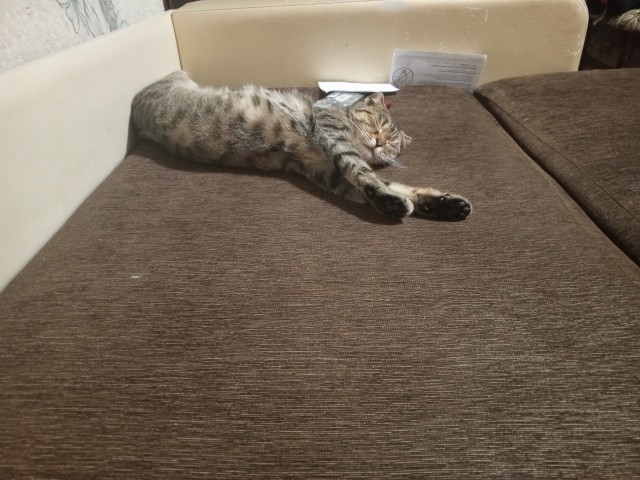 Жизнь домашнего приюта "Котоленд" 534