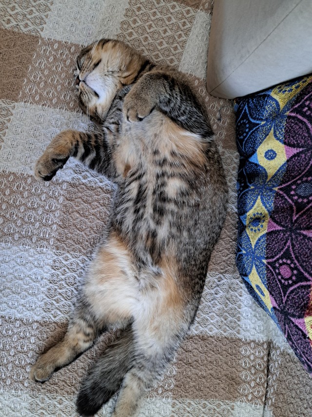 Котовторник.