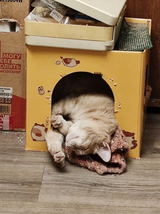 Котовторник же, хватит спать!