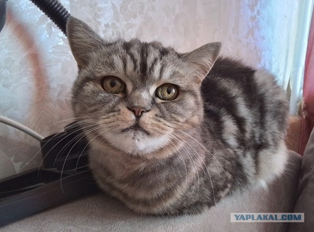 Двуликая Муся