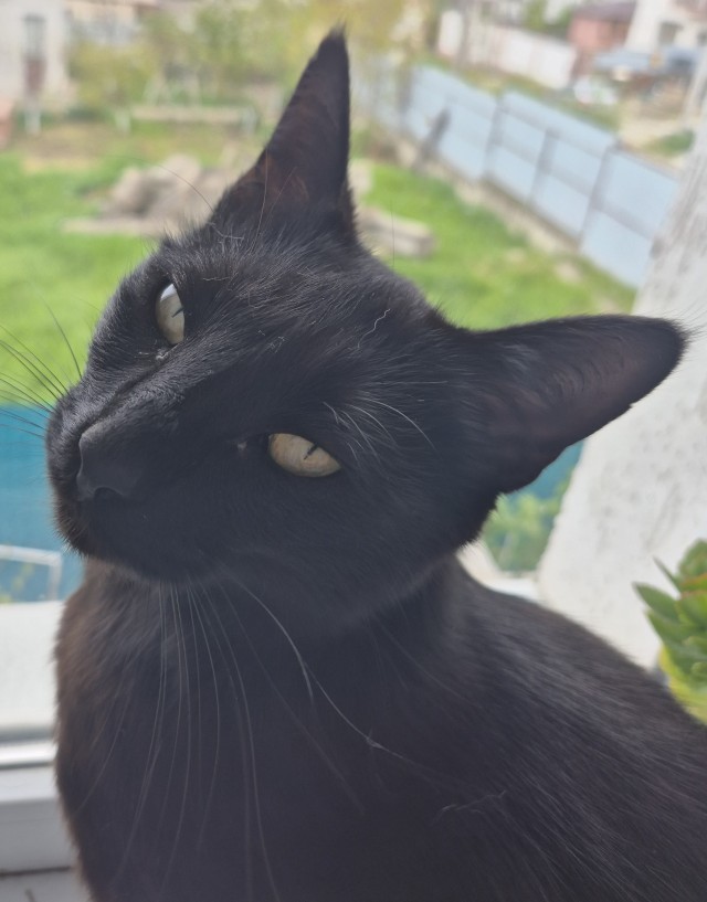 Крымский котик⁠
