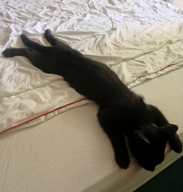 Котовторник же!