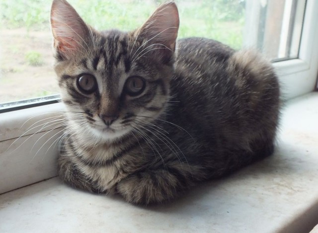 Котовторник