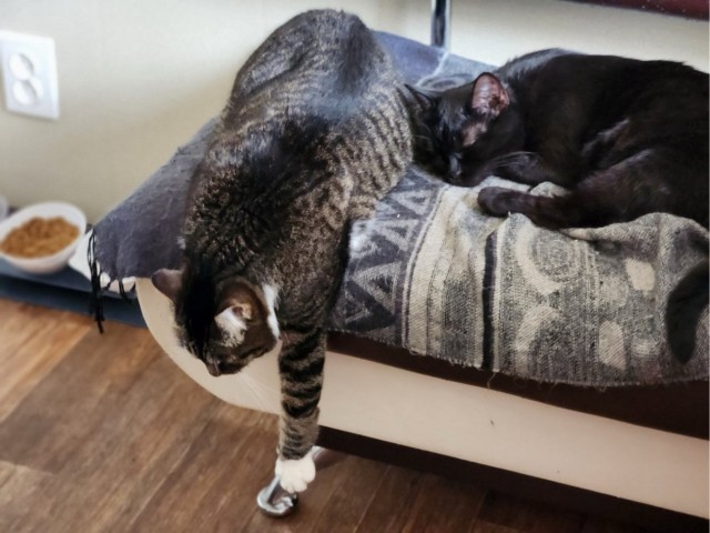 Мой котик