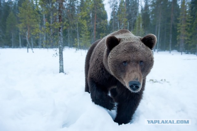 Деревенская Америка