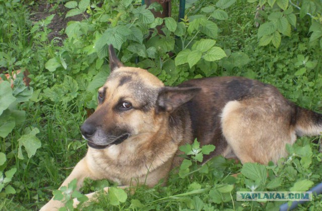 Как назвать питомца