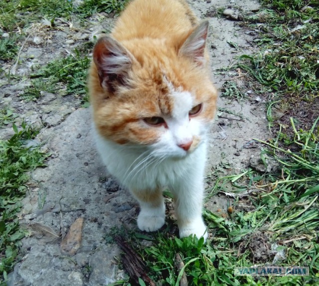 Котовторник 22.04.2014