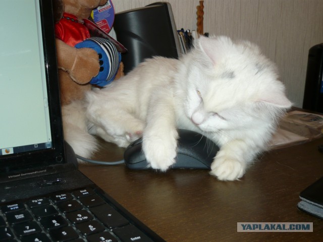 Котовторник 6.05.2014