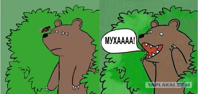 Медведи почти на все случаи жизни