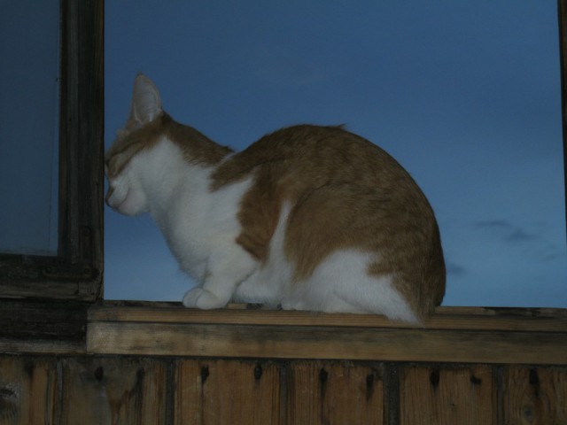 Котовторник 01.07.2014