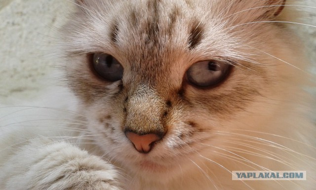 Котовторник 12.08.2014