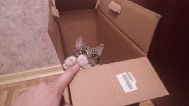 Котовторник 26.08.14.