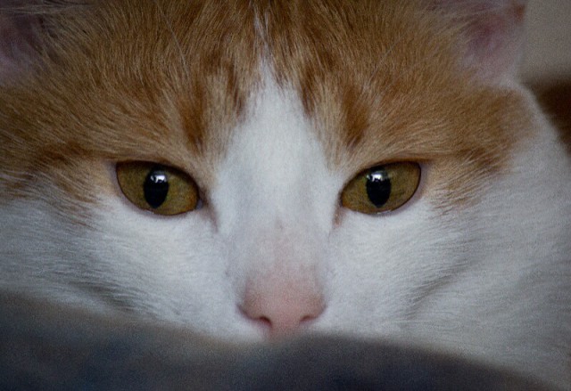 Котовторник 26.08.14.