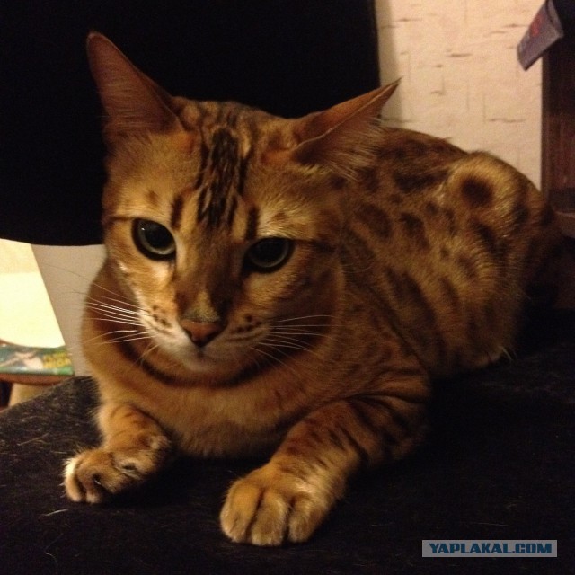 Котовторник 25.11.2014