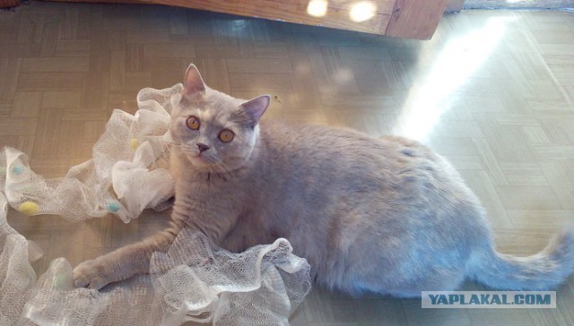 Котовторник