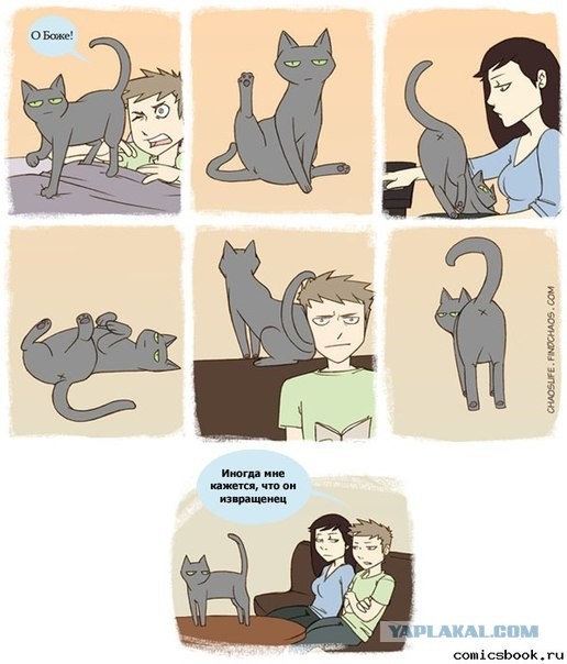 Иногда мне кажется, что мой кот...