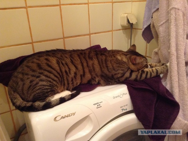 Котовторник 24.03.2015