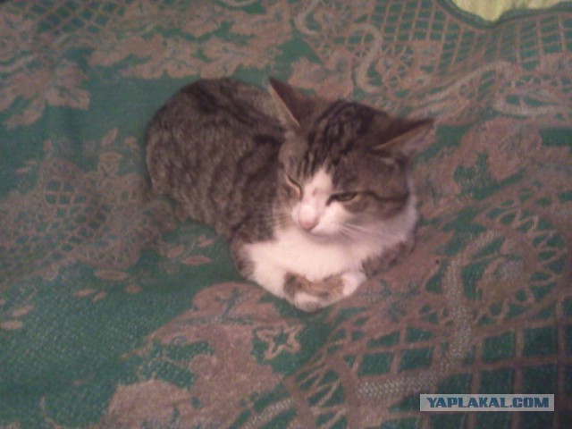 Котовторник   02.06.2015