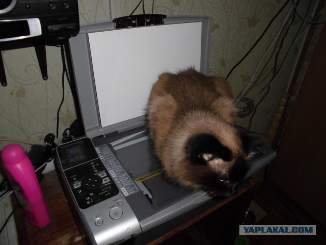 О кошачьих кличках.