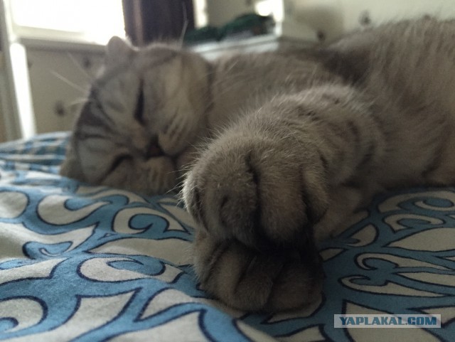 Котовторник